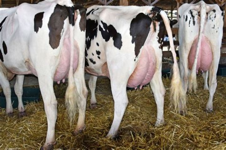 What diseases kill cows