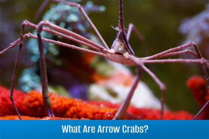 What do arrow crabs do