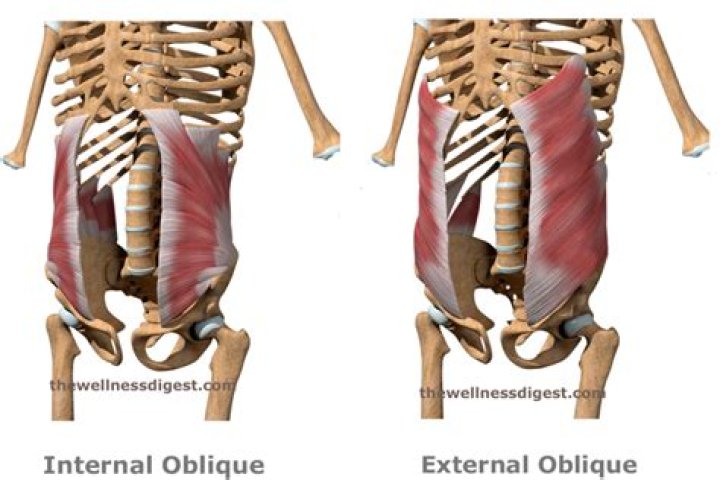What do the internal and external obliques do