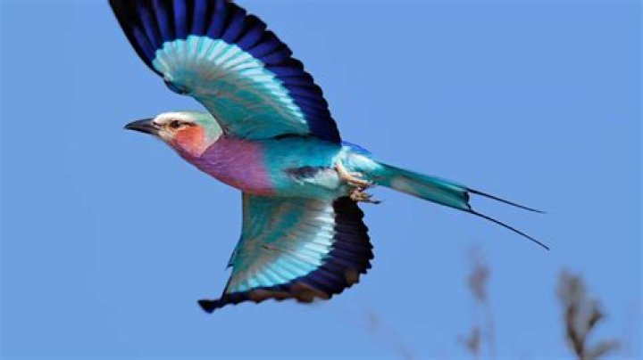 What does a lilac breasted roller eat