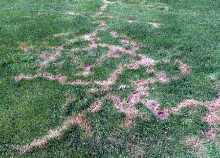What does a mole infestation look like