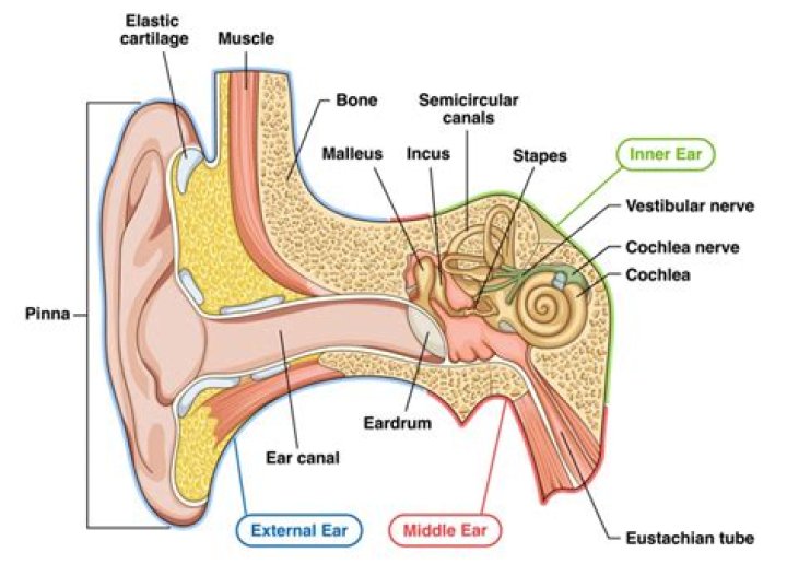 What does deaf even to the hoots mean