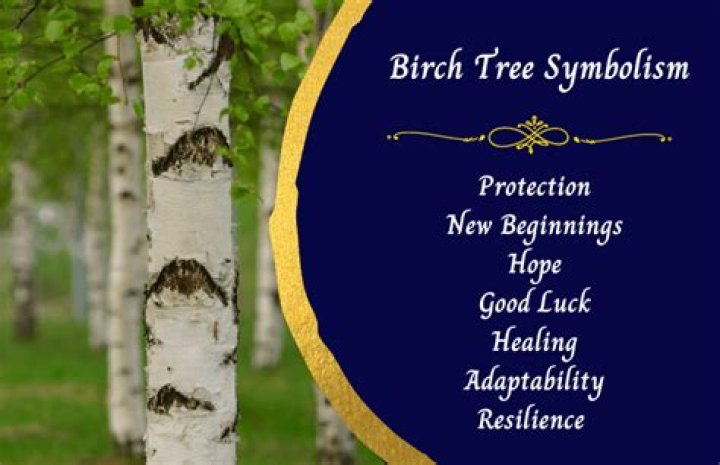 What does the birch tree symbolize