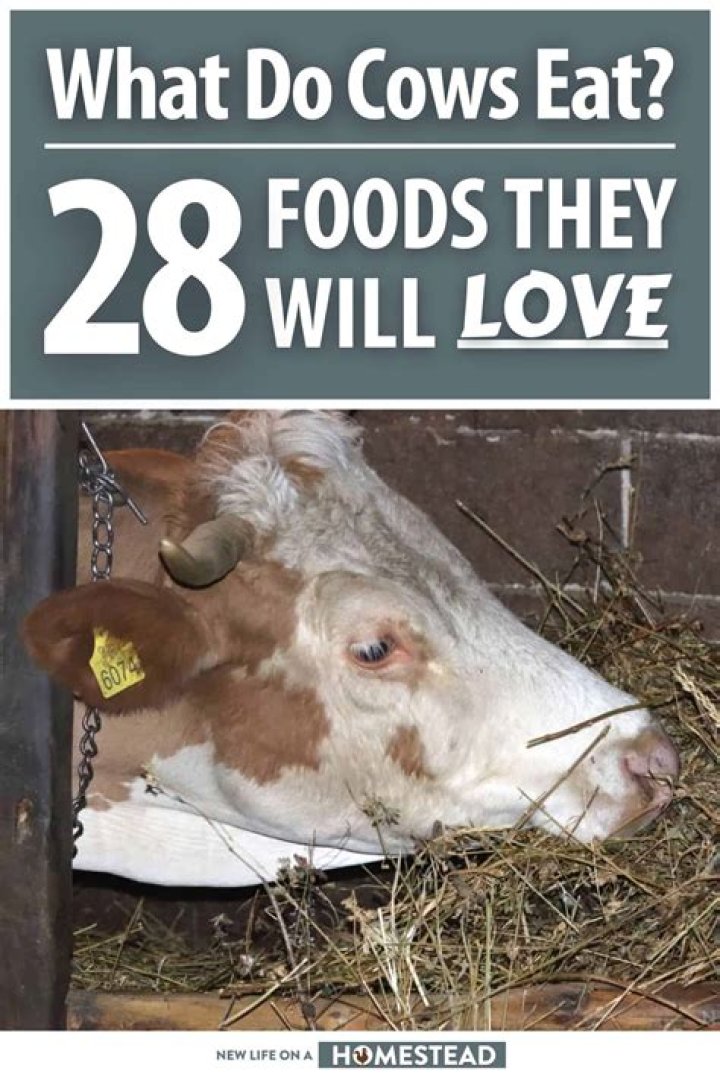 What does the cow emoji mean