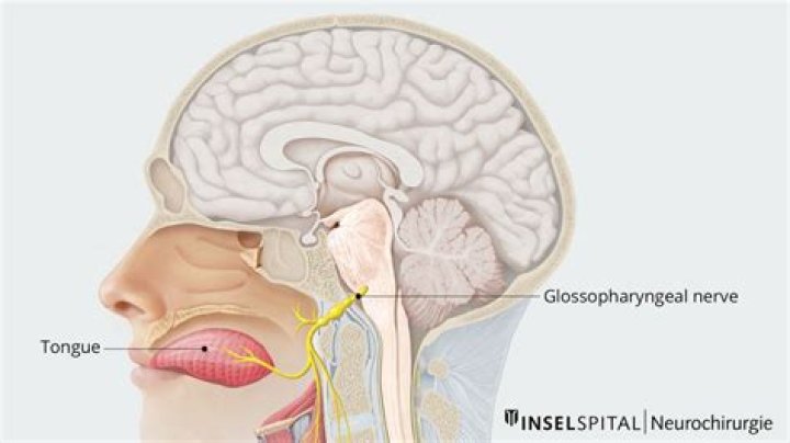 What does the Glossopharyngeal nerve innervate
