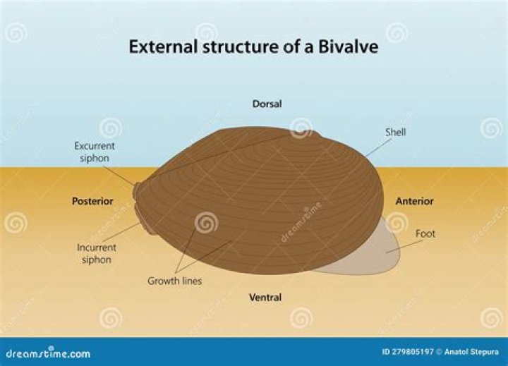 What does the name bivalve mean