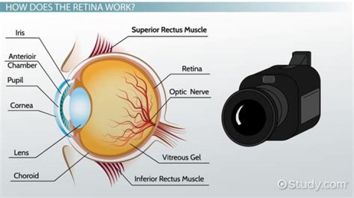 What does the retina contain