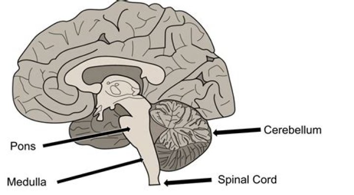 What does the Rhombencephalon develop into