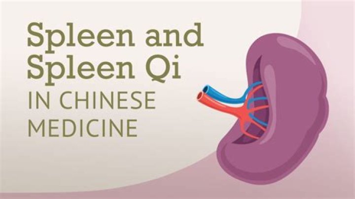 What does the spleen represent in Chinese medicine