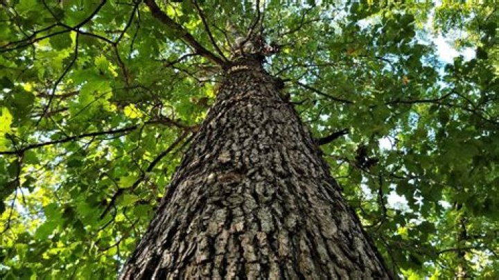 What does water oak look like