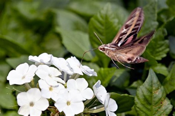 What flowers are pollinated by moths