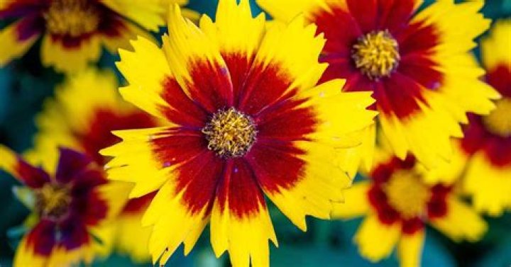 What flowers bloom in July August
