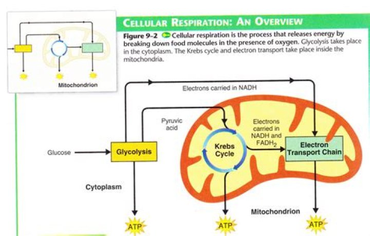 What happens before cellular respiration