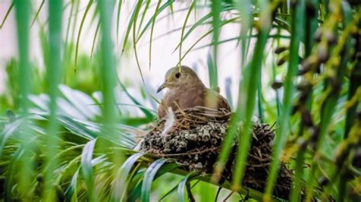 What happens if you destroy a pigeon nest