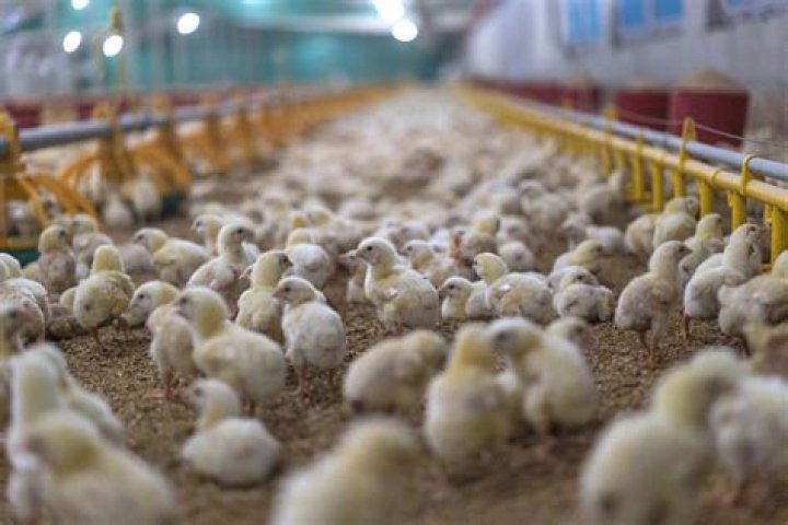 What is a chicken hatchery
