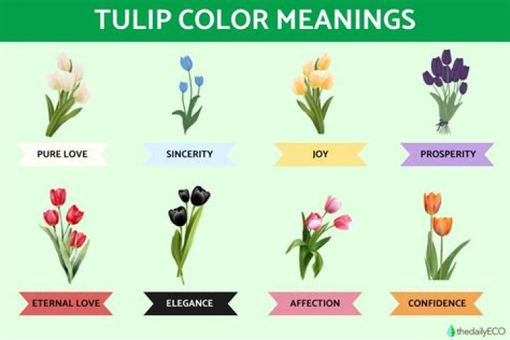 What is a Darwin tulip