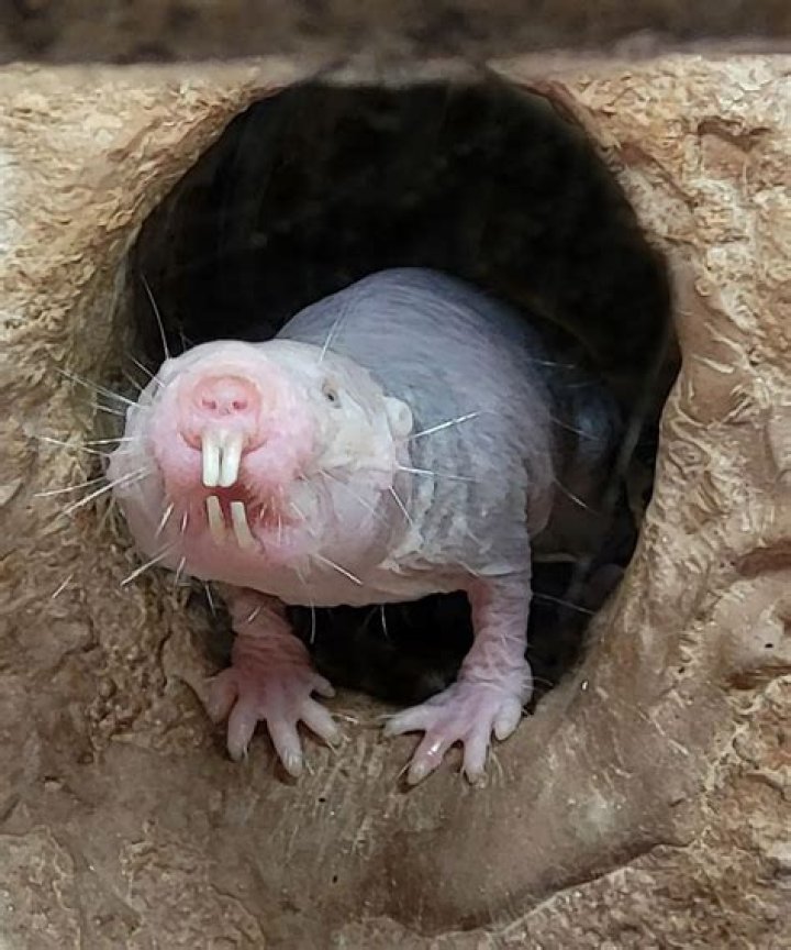 What is a mole home called