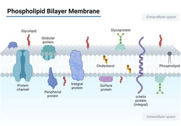 What is a phospholipid bilayer quizlet