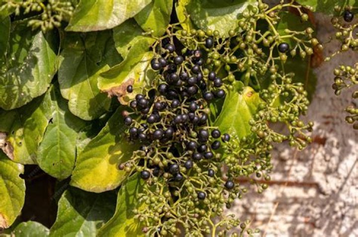 What is a possum grape