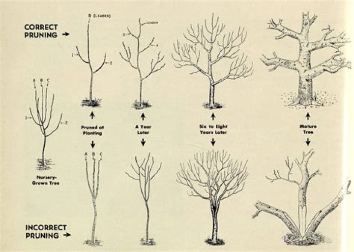 What is a pruning process