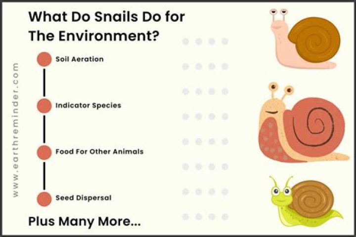 What is a snails purpose