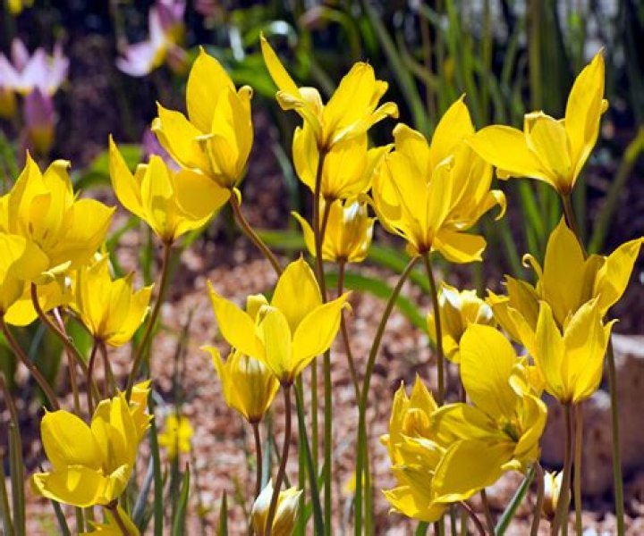 What is a species tulip