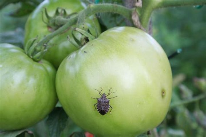 What is a tomato spider