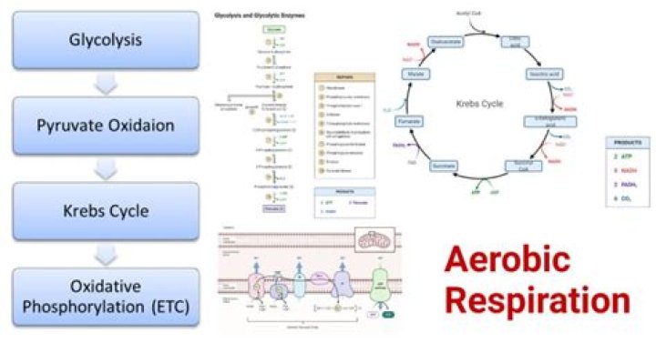 What is aerobic method