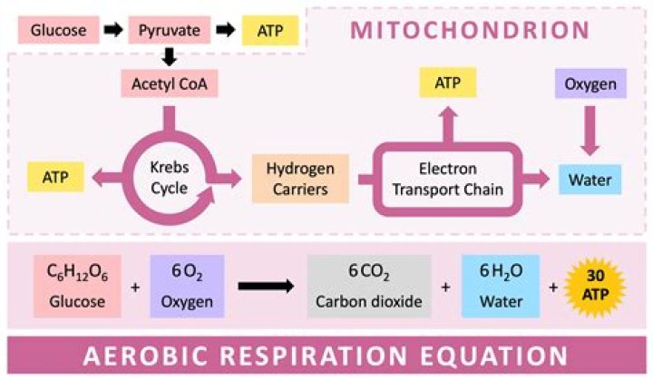 What is ATP in respiration