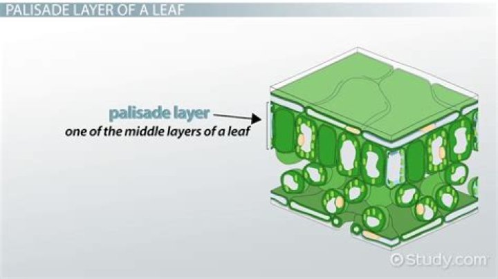 What is beneath the palisade layer in a leaf