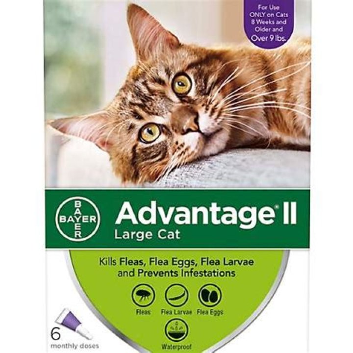What is cat advantage