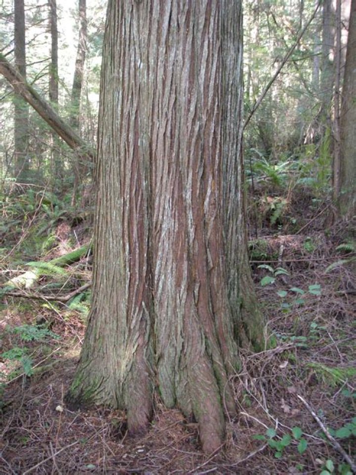What is cedar bark good for