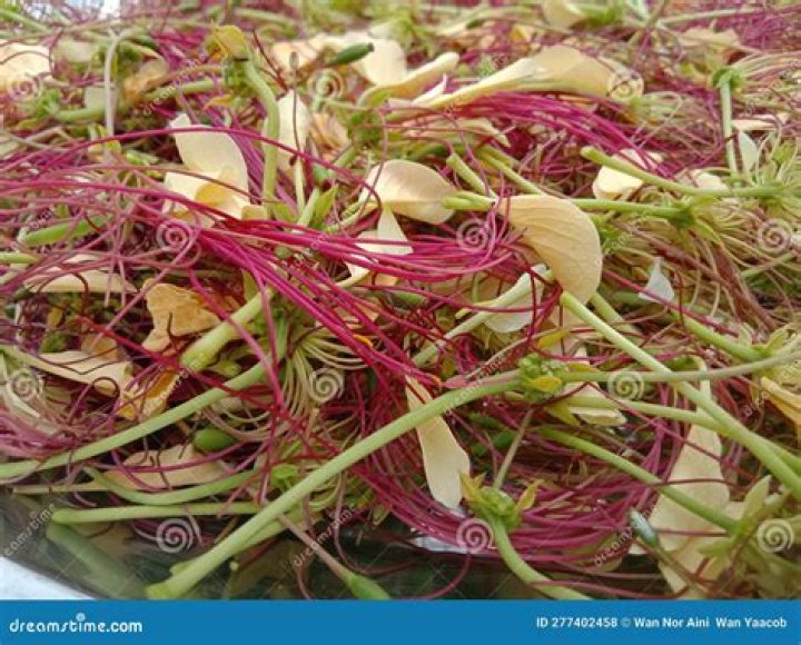 What is dangla plant
