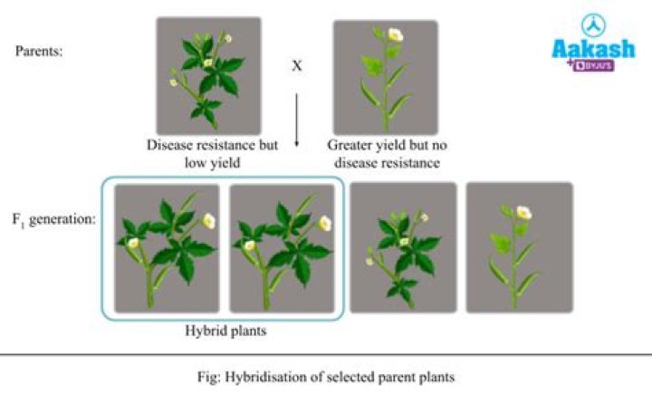 What is introgression in plant breeding