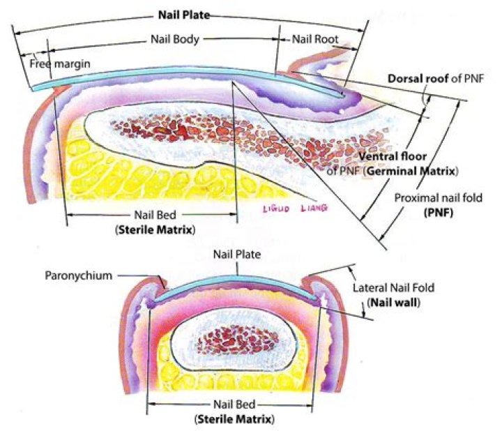 What is nail and its function