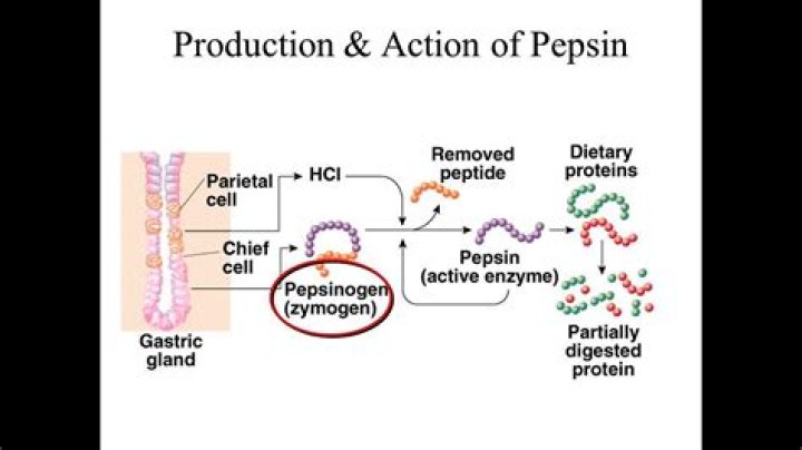 What is Pepsinogen used for