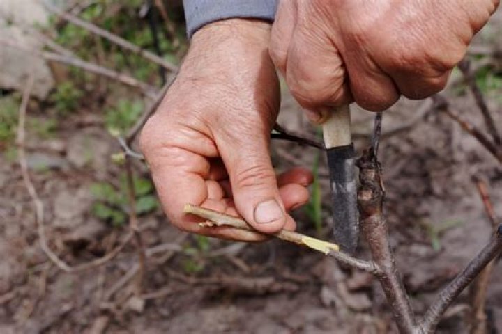 What is rootstock for grafting