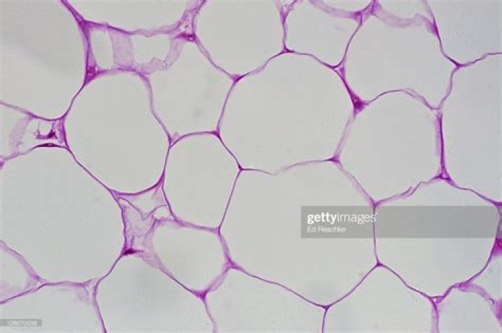 What is stored in an adipose cell quizlet