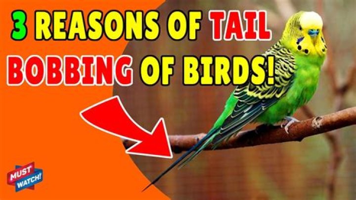 What is tail bobbing