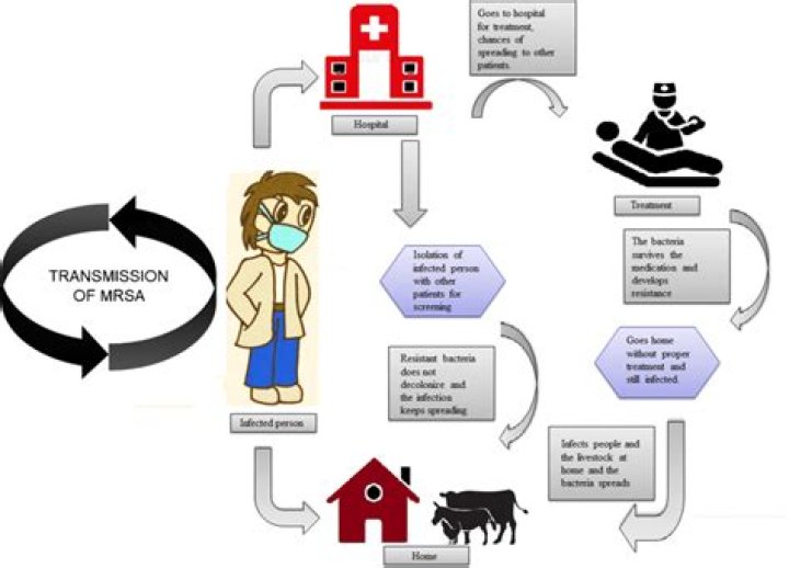 What is the chain of transmission for MRSA