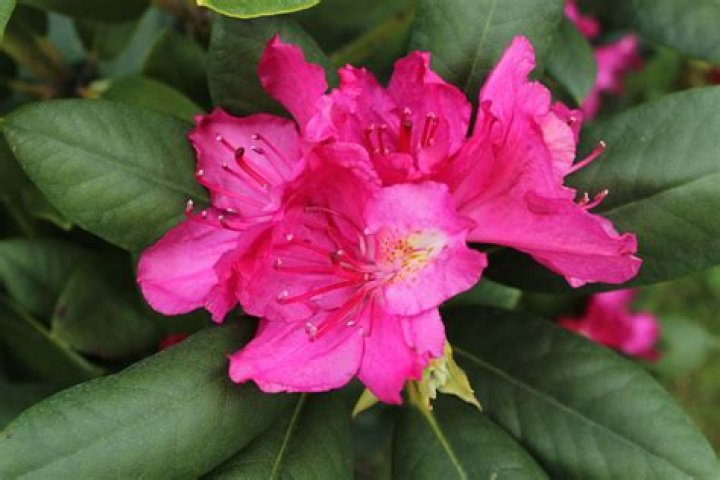 What is the color azalea