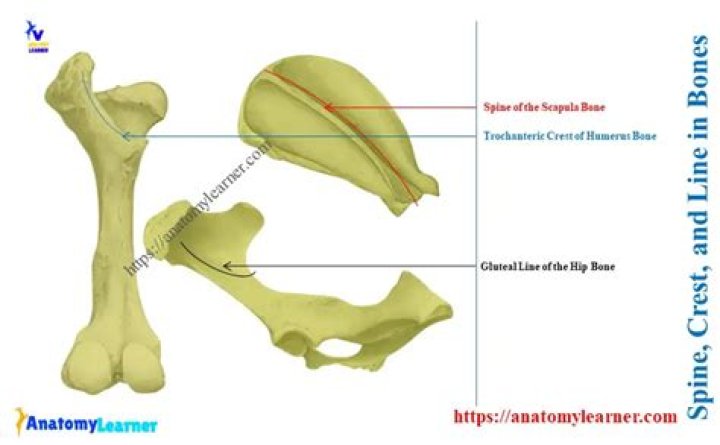 What is the crest of a bone
