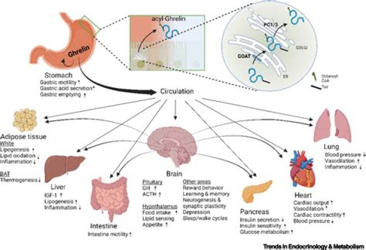 What is the effect of ghrelin on metabolism