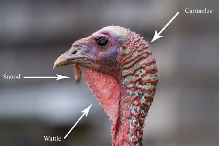 What is the extra skin on a turkeys neck called