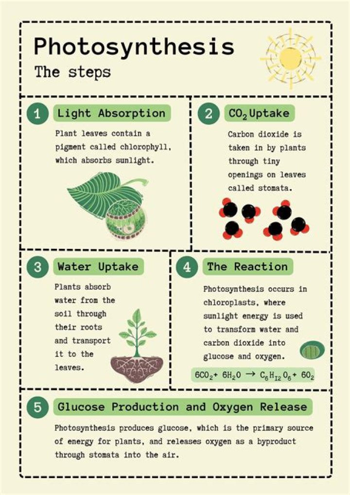 What is the first step of photosynthesis called
