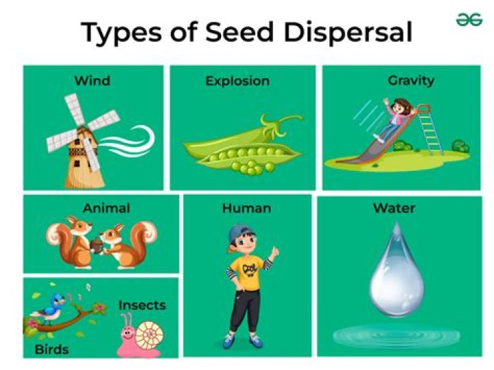 What is the function of seed dispersal