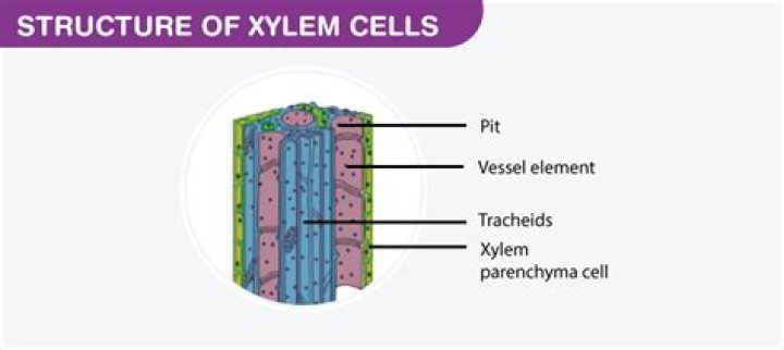 What is the function of xylem parenchyma and xylem Fibres