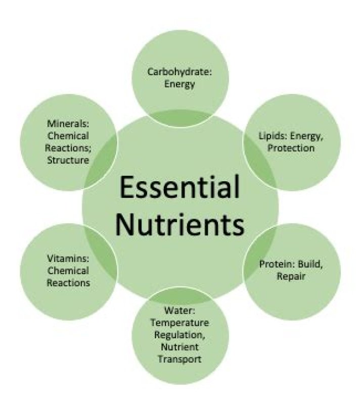 What is the meaning of essential nutrients