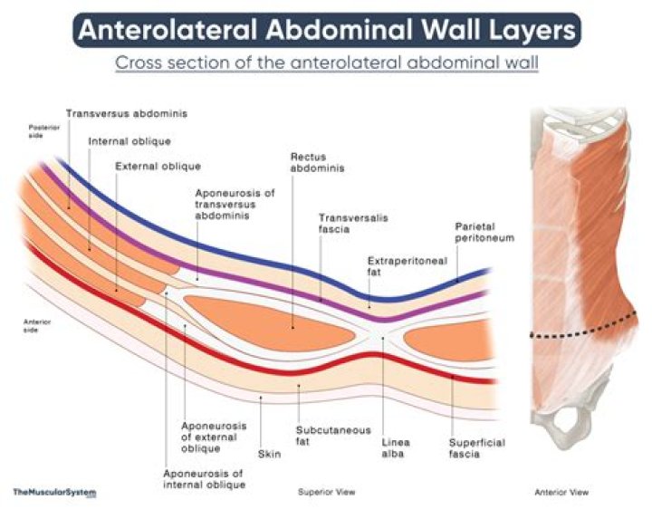 What is the most superficial layer of the abdominal muscles