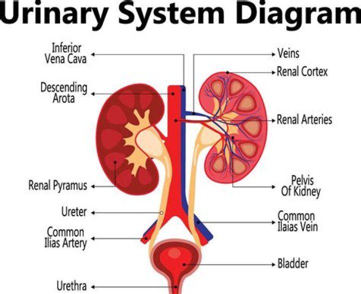 What is the parts of urinary system